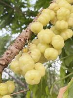 close up of green ripe star gooseberry on the tree photo