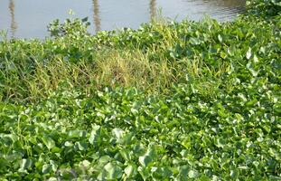 water hyacinth plant in the river photo