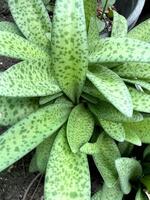 close up of a green Leopard lily plant photo