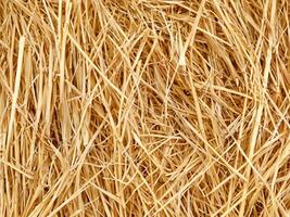 straw on white background, abstract background photo