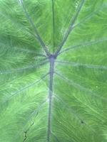 green taro leaf texture background. photo