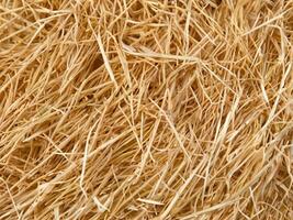 straw on white background, abstract background photo