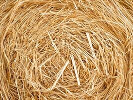 straw on white background, abstract background photo