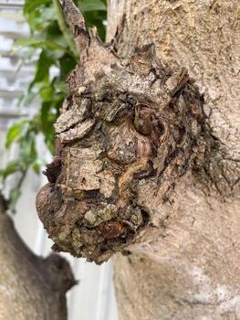close up of a tree trunk photo
