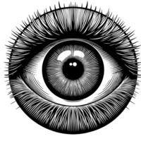 Black and White Illustration of the Human Eye Iris vector