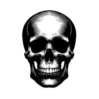 Black and White Illustration of a human skull vector