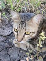 cat in the grass photo