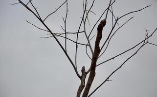 tree branch with dry leaves photo