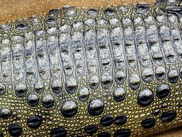 crocodile leather background close up photo