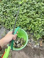 man holding a green bucket and group fish photo