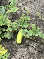 green Winter melon on the ground photo