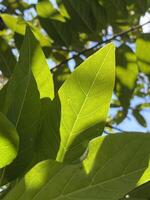 un de cerca Disparo de el verde hojas de un azúcar manzana árbol foto