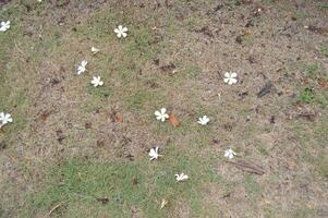 beautiful flowers fall on green grass in the garden photo