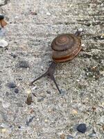 snail on the ground photo