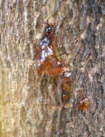 gummy on tree bark texture background. photo