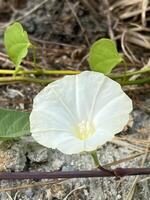 close up of a white morning glory flower photo