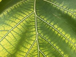 close up teak leaf texture photo