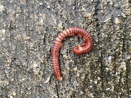 a closeup shot of a millipede photo