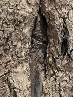 texture of tree bark, natural background photo