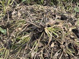 dry eichhornia crassipes for agriculture photo