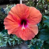 Hibiscus flower against green foliage photo