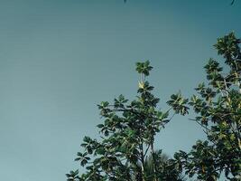 teak trees against a blue sky background photo