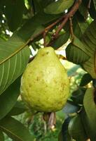 Image of red guava fruit with leaf background photo