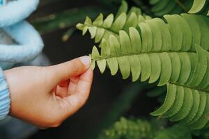 a child's hand is holding a fern photo