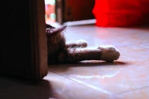 cat sleeping in front of the house door photo