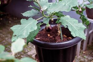 berenjena árbol en un maceta foto