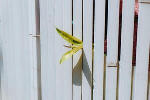 leaf shoots come out between the fences photo