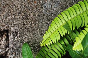 ferns and cement walls photo