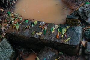 leaves on rocks in the ditch photo