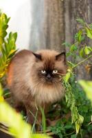 Perched Munchkin cat on concrete floor , emotion alone cat photo