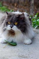 Perched Munchkin cat on concrete floor , emotion alone cat photo