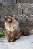 Perched Munchkin cat on concrete floor , emotion alone cat photo