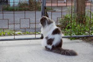 Perched Munchkin cat on concrete floor , emotion alone cat photo