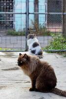 Perched Munchkin cat on concrete floor , emotion alone cat photo