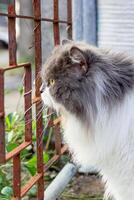 Perched Munchkin cat on concrete floor , emotion alone cat photo
