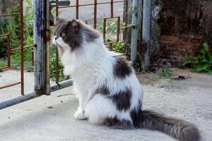 Perched Munchkin cat on concrete floor , emotion alone cat photo