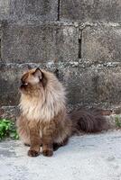 Perched Munchkin cat on concrete floor , emotion alone cat photo