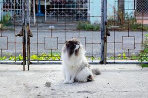 Perched Munchkin cat on concrete floor , emotion alone cat photo