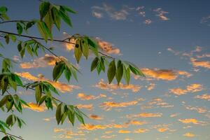 green tropical plant with blue sky and clouds photo