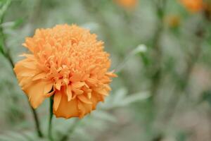 suave atención maravilla flor floreciente primavera naturaleza antecedentes foto