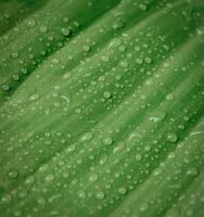 dew drops on green tropical leaf fresh spring. nature background photo