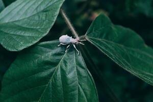 insect on green leaves of tropical plant photo