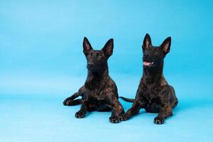 Pomeranian spitz Dog, fluffy, Dutch shepherd, dog, Black cat, Cute maine coon, gray cat, American bulldog, Puppy, Golden Retriever, American Staffordshire, German Shepherd photo