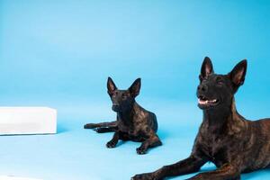 Pomeranian spitz Dog, fluffy, Dutch shepherd, dog, Black cat, Cute maine coon, gray cat, American bulldog, Puppy, Golden Retriever, American Staffordshire, German Shepherd photo