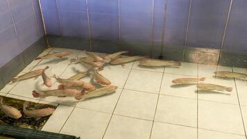 fish, tilapia, tanks photo