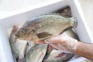 pescado tilapia, Nilo tilapia pez, pescado nadar, Fresco crudo pez, pescado tanques, pescado agricultura foto